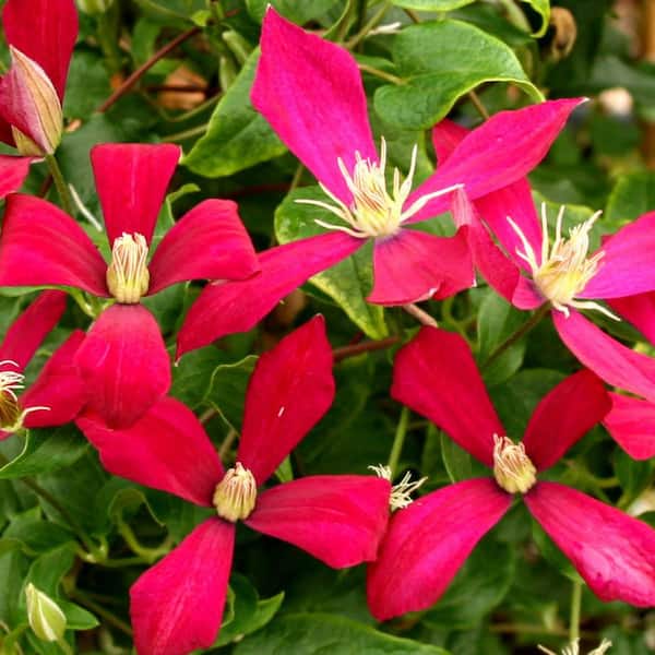 DIRECT GARDENING Amanda Marie Red Flowering Clematis Vine Dormant Bare Root Perennial Starter Plant (1-Pack)