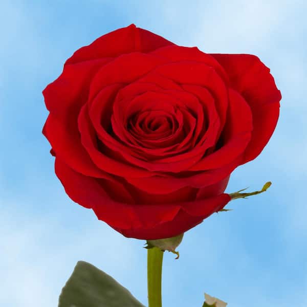 Globalrose Fresh Red roses (50 Stems)