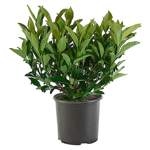 Unbranded 2.25 Gal. Chindo Viburnum Plant with White Flowers