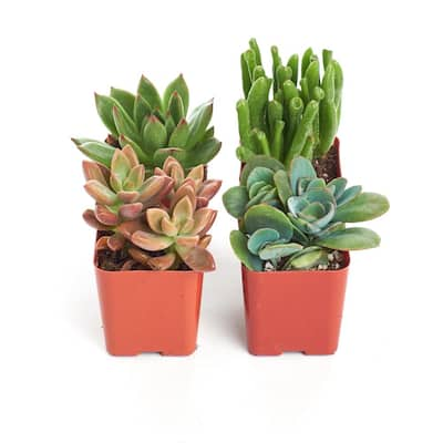 Shop Succulents 2 in. Unique Succulent (Collection of 20) U20