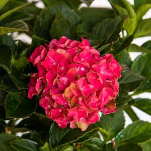 2.5 qt. Heart Throb Hydrangea Shrub, Live Blooming Plant with Cherry Red Flowers