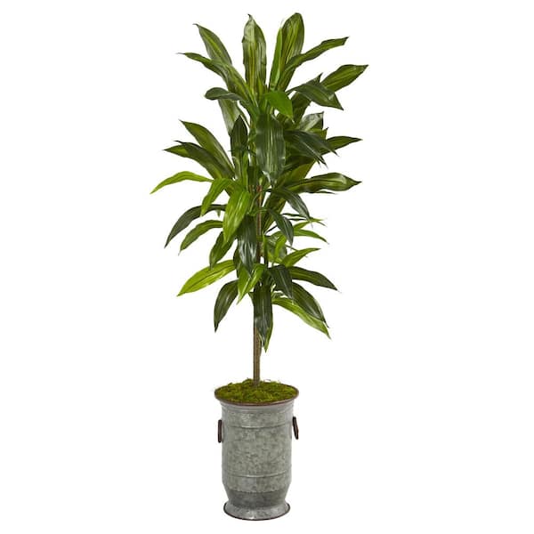 EDG - Sanseveria artificiale variegata – Garden Foggia