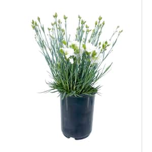 2.5QT Carnation Scent First Memories Pernnial Plant with White Flowers - 1 Pack