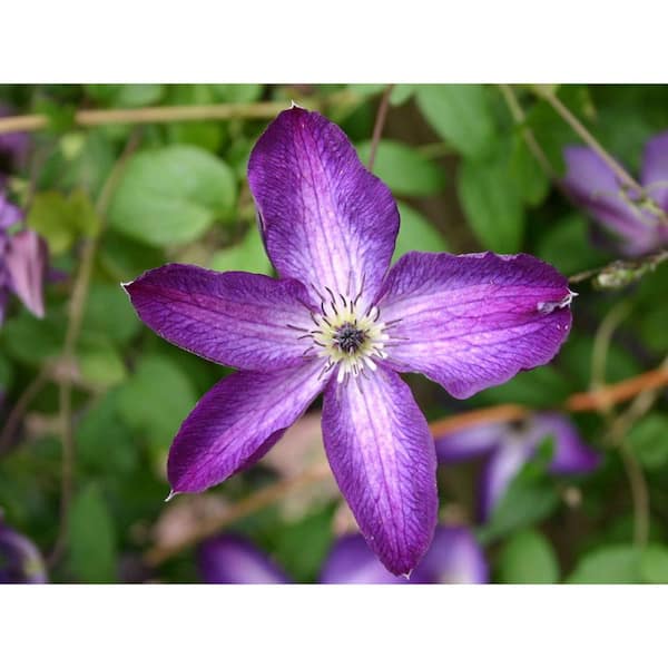 Wekiva Foliage Clematis Venosa Violacea-Live Plant in a 4 Inch Growers Pot-Clematis ' Venosa Violacea'-Beautiful Purple and White