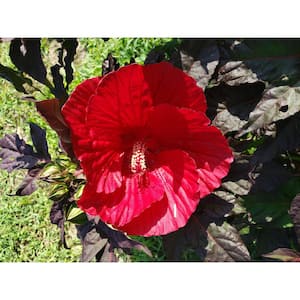 2 Gal. Midnight Marvel Hardy Hibiscus with Red Flower and Black Foliage