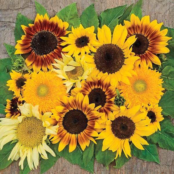 Gurney's Sunflower Sunny Hedge Blend (25 Seed Packet) 04503