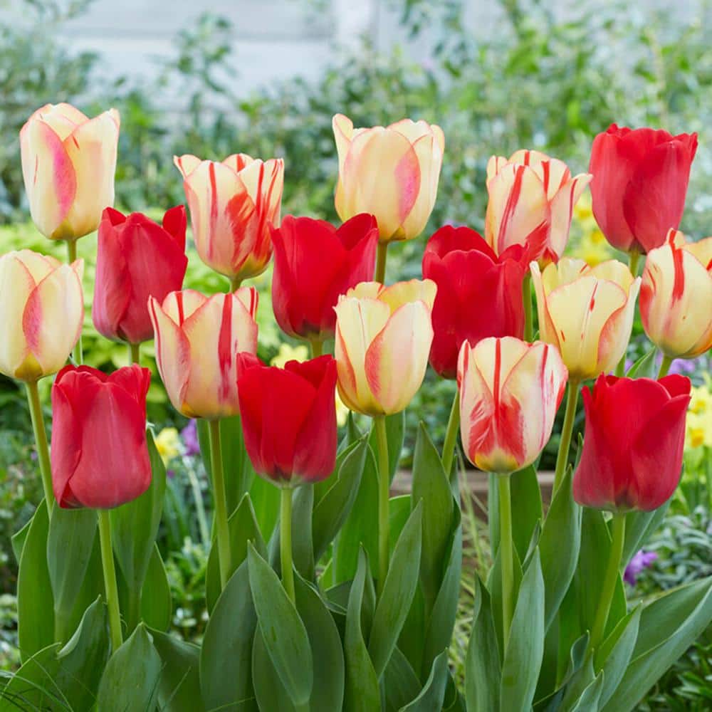 Garden State Bulb Spryng Break Blend Tulip Bulbs, 12/Plus cm, Attracts
