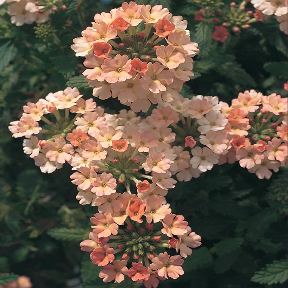 Vigoro 1 Qt. Peach (Verbena) Vervain Plant 23221 The Home Depot