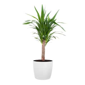 Yucca Cane Live Indoor Outdoor Plant in 10 inch Premium Sustainable Ecopots Pure White Pot with Removeable Drainage Plug