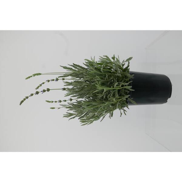 Unbranded 2.5 qt. Perennial Lavender x Goodwin Creek (4-Pack)