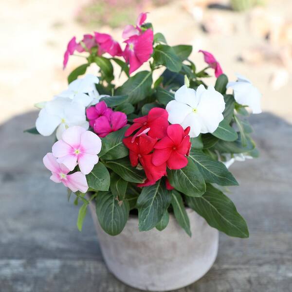 ALTMAN PLANTS 1.65 PT. Mixed Periwinkle Annual Plant with Assorted