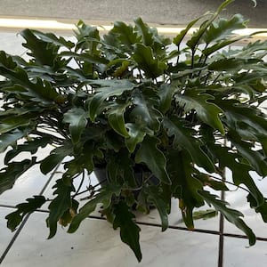 3- Gal. Xanadu Philodendron (Thaumatophyllum) Plant in 10 in. Black Grower Pot