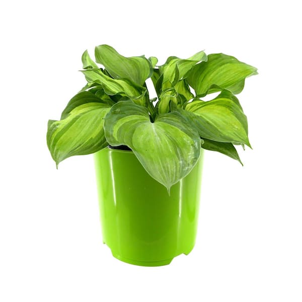 Unbranded Perennial Hosta Guardian Angel 1.5 Gal.