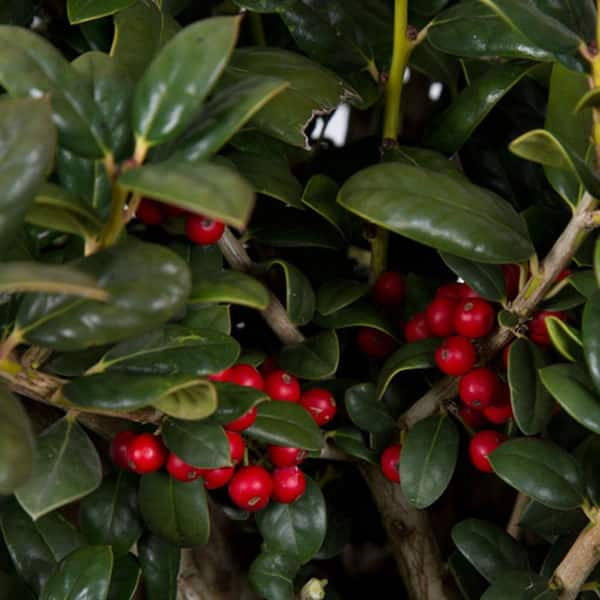 2.5 Qt. Dwarf Burford Holly (Ilex), Live Evergreen Shrub, Glossy Foliage with a Single Spin