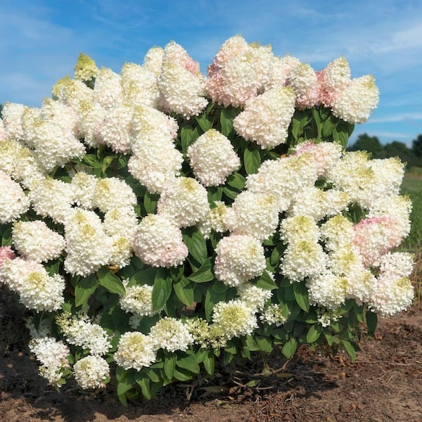 national PLANT NETWORK 3 gal. Hydrangea Sweet Starlight Shrub with White and Pink Flowers
