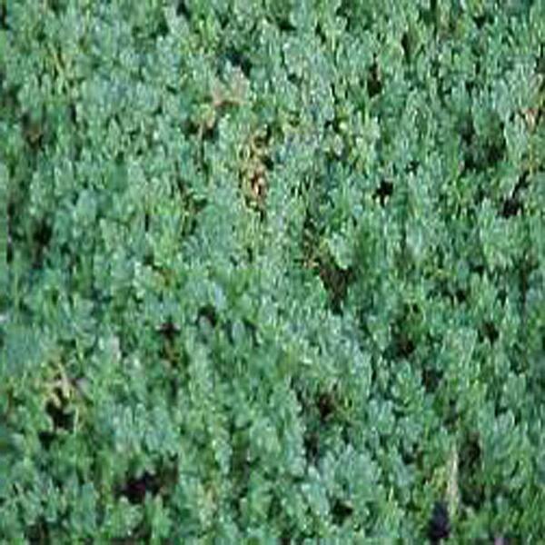Unbranded 3.5 in. Green Carpet Rupturewort Plant
