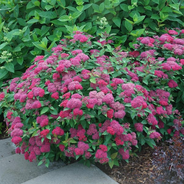 2 Gal. Double Play Doozie (Spiraea) Reblooming Live Shrub with Red-Purple Flowers
