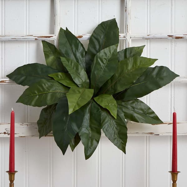 watermelon house plant Peperomia - Watermelon - Hanging Basket