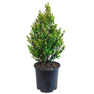 2.25 Gal. Steeds Upright Japanese Holly Plant with Dark Green Foliage