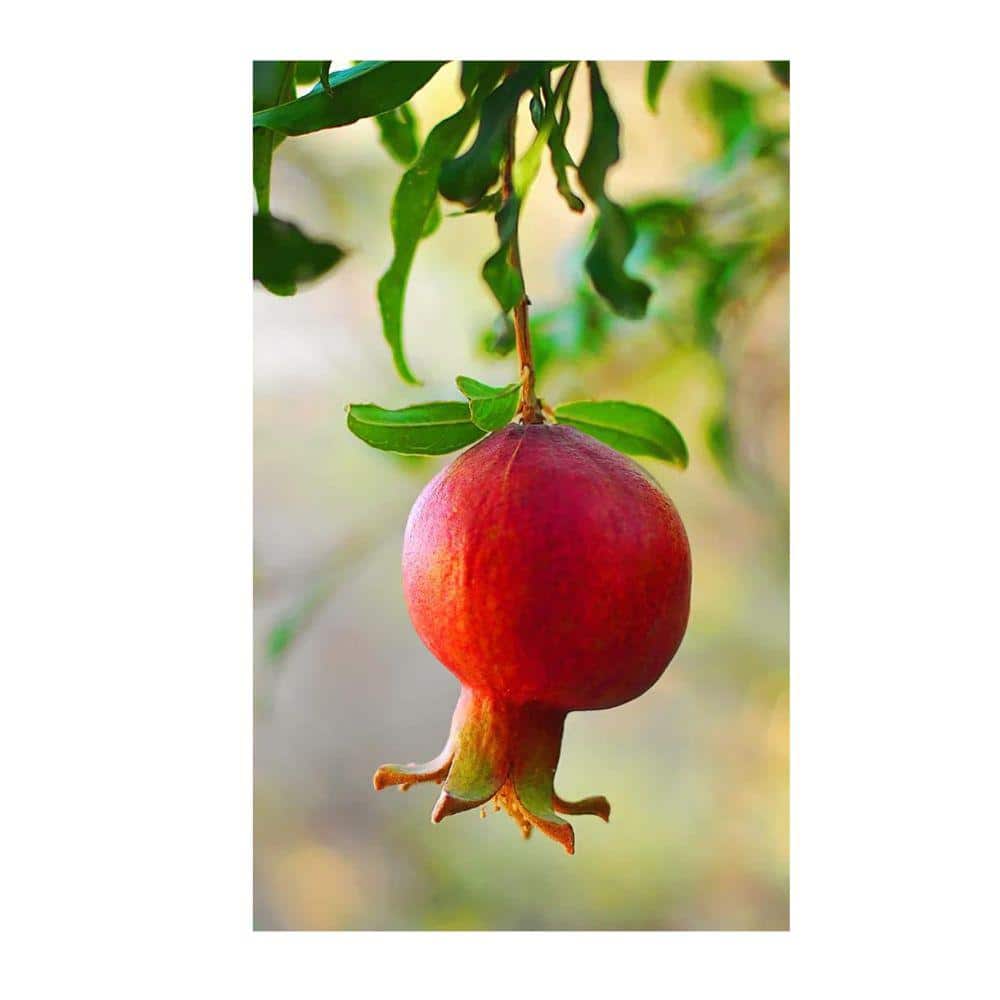 1 Gal. Wonderful Pomegranate