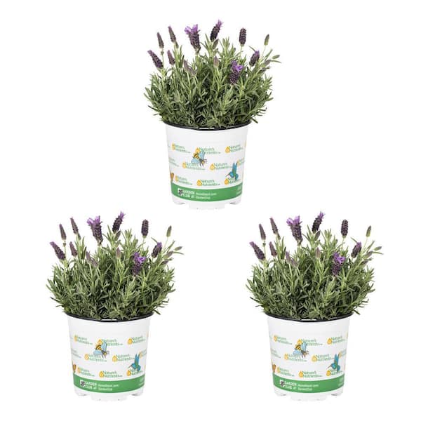 METROLINA GREENHOUSES 2 Qt. Nature's Nutrients Lavender Javelin Forte Deep Purple Perennial Plant (3-Pack)