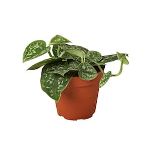 Pothos Satin Scindapsus Pictus Plant in 4 in. Grower Pot