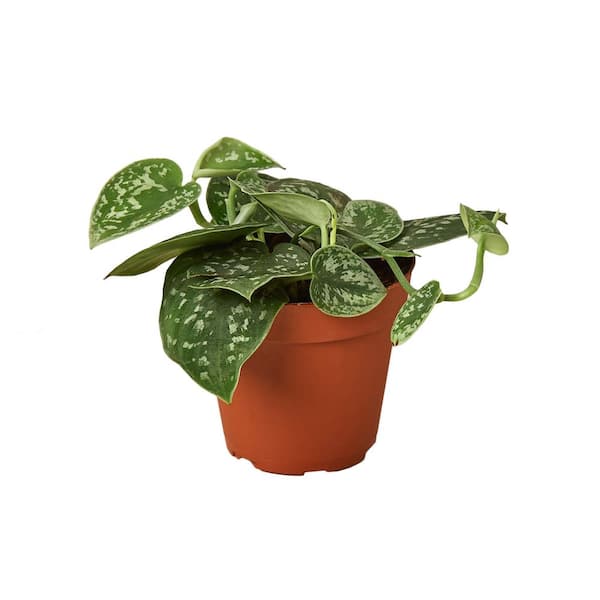 PPC INTERNATIONAL LLC Pothos Satin Scindapsus Pictus Plant in 4 in. Grower Pot