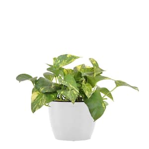 Golden Pothos Devil's Ivy Epipremnum aureum Vining Live Plant in 6 inch Premium Sustainable Ecopots Pure White Pot
