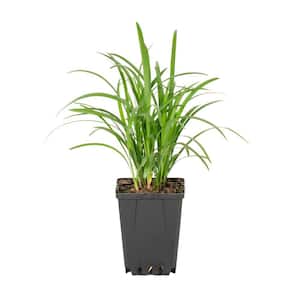 Green Liriope Ground Cover Plant (1-Plant)