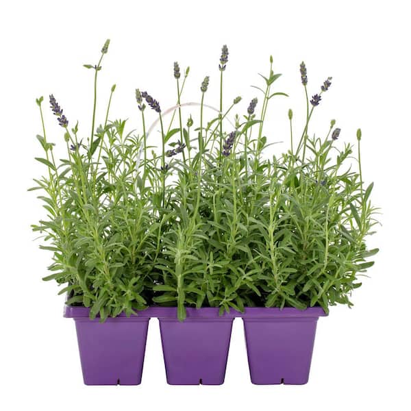Lavender 'Avignon Early Blue' Purple Perennial Plant in 6 in. Grower Pot