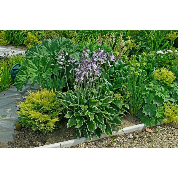 3 Gal. Aureomarginata Hosta Live Perennial Plant (2-Pack)