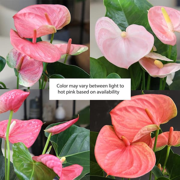 Mini Anthurium in oval Ceramic Pot