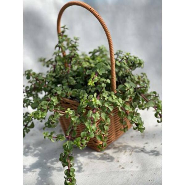 Sudzendf Portulacaria Afra Plant with Light Pink Flowers