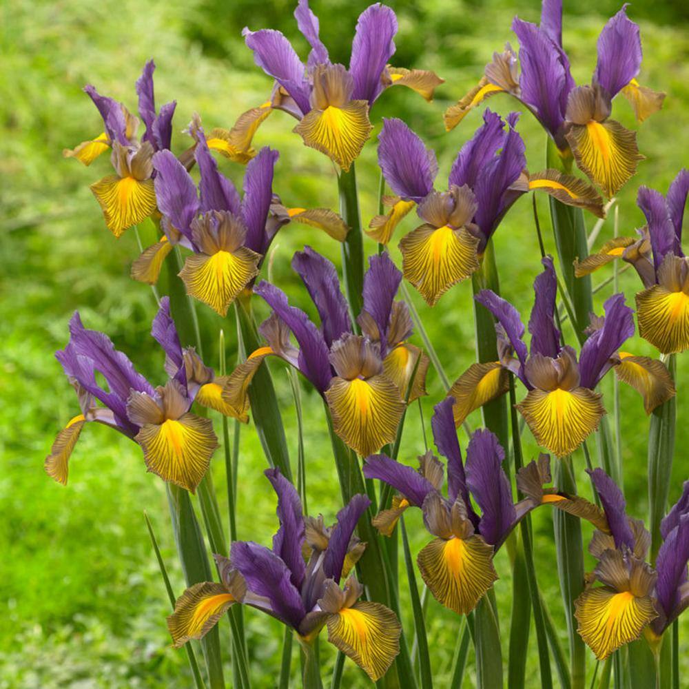 VAN ZYVERDEN Dutch Iris Picasso Set of 25 Bulbs 87189 - The Home Depot