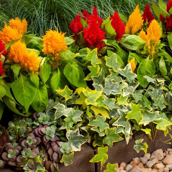 Vigoro 1 Pt. English Ivy Green and Yellow Perennial Plant (6