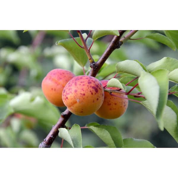 Online Orchards Dwarf Moorpark Apricot Tree - Largest and Sweetest Apricots (Bare-Root, 3 ft. to 4 ft. Tall, 2-Years Old)