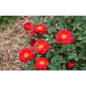 1 Gal. Oso Easy Urban Legend Rose Rosa Live Plant, Red Flowers