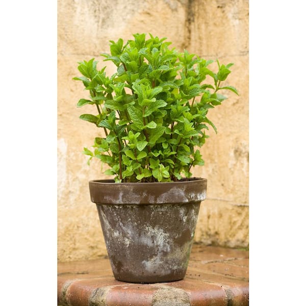 1.5 Qt. Herb Plant Yerba Buena Mint in 6 In. Deco Pot (4-Plants)