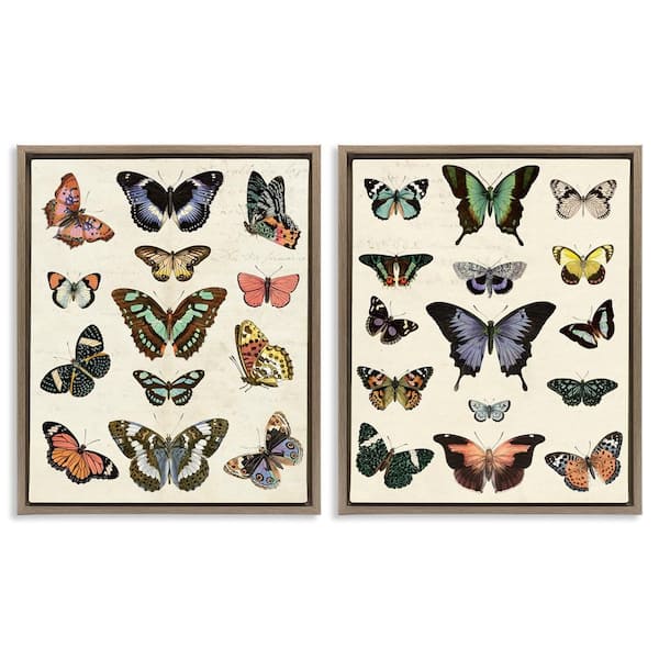 Stupell Industries Antique Butterfly Collection by Susan Arnot 2-Pieces Brown Floater Frame Animal Graphic Art Print 21 in. x 17 in.