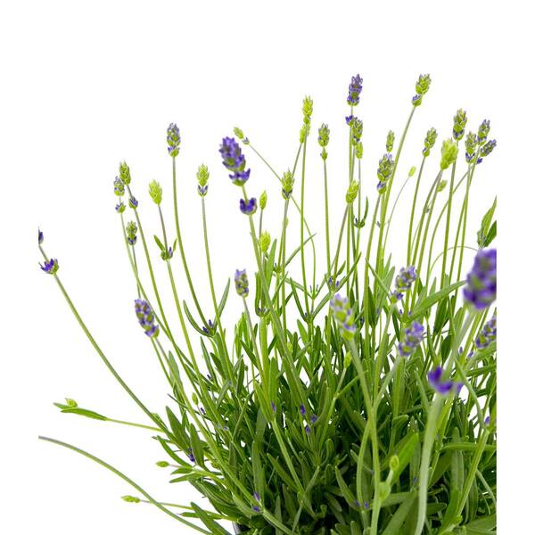 1 Gal. English Lavender Plant with Incredible Purple Color and Fragran –  Online Orchards