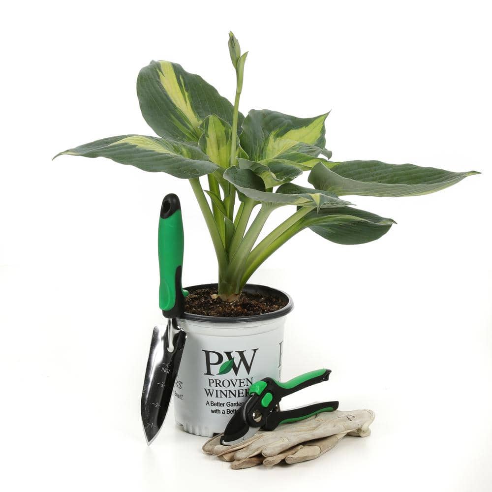 0.65 Gallon Variegated Green and Blue Hosta Live Plant