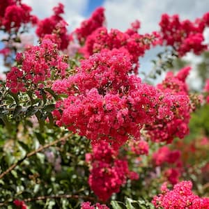 Tonto Crape Myrtle Green Leaf Pink Flowering Ornamental Tree