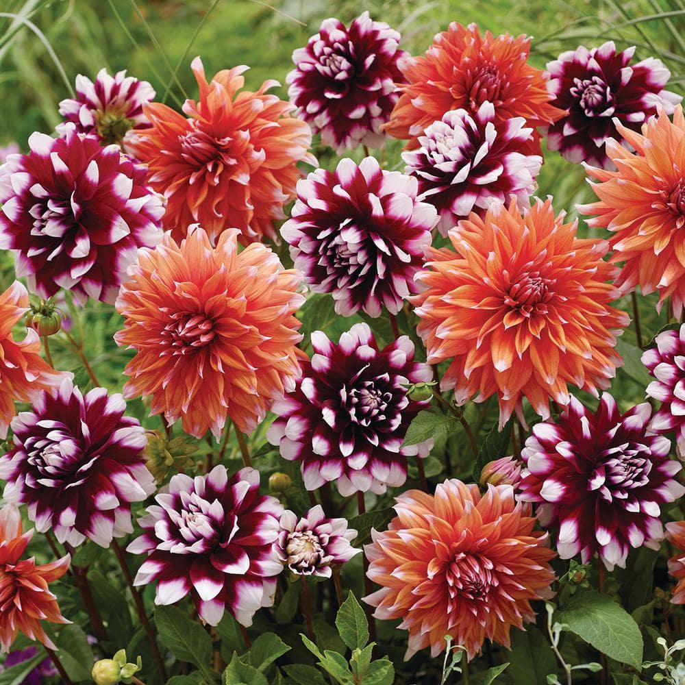 VAN ZYVERDEN Dahlias Spectral Mystery Blend Bulbs Set of 7