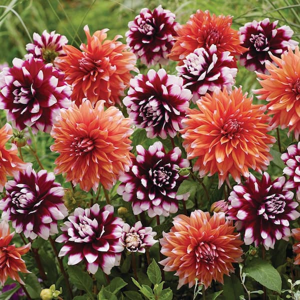 VAN ZYVERDEN Dahlias Spectral Mystery Blend Bulbs Set of 7