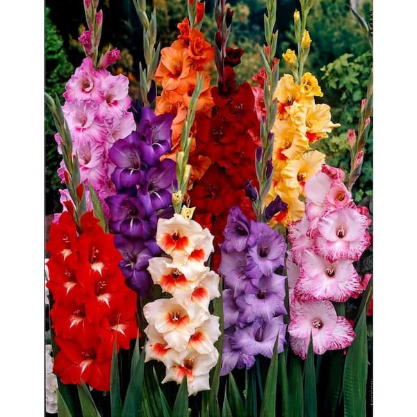 Bloomsz Tropical Gladiolus Bulbs Mixture (25-Pack)