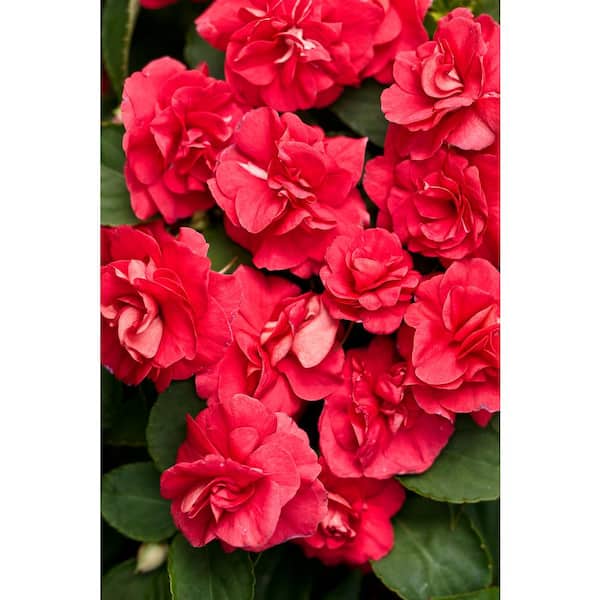 PROVEN WINNERS 4-Pack, 4.25 in. Grande Rockapulco Red (Double Impatiens) Live Plant, Red Flowers
