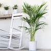 united-nursery-house-plants-20132-31.3