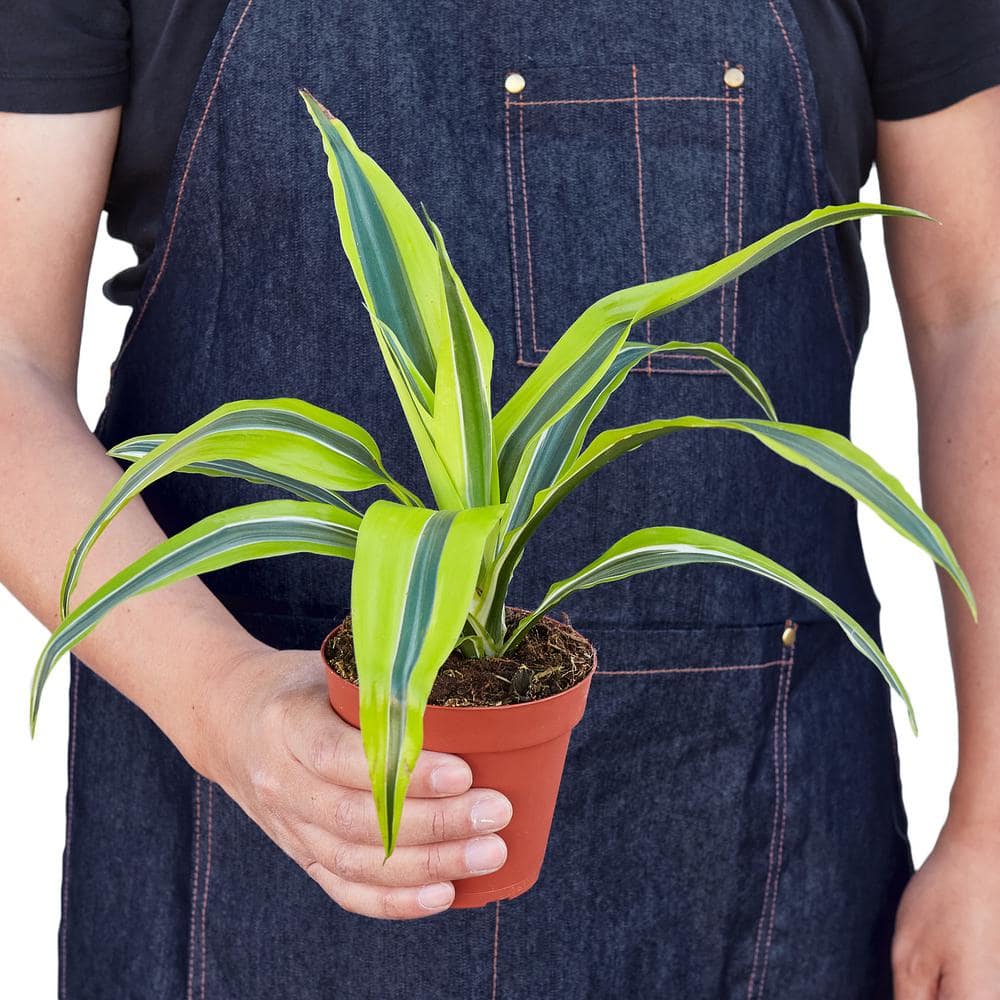 Dracaena Deremensis 'Lemon Lime' 4" Pot Indoor/Outdoor Plant