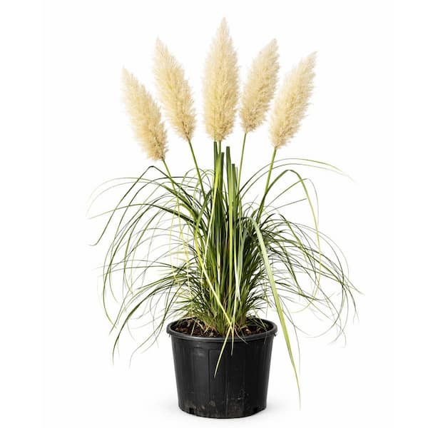 3 gal. White Pampas Evergreen Ornamental Grass with White Plumes GRSPAM03G