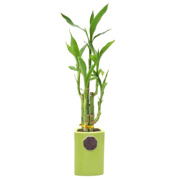 Arcadia Garden Products 2-1/2 in. 5-Stem Lucky Bamboo Contour II Green Ceramic Planter